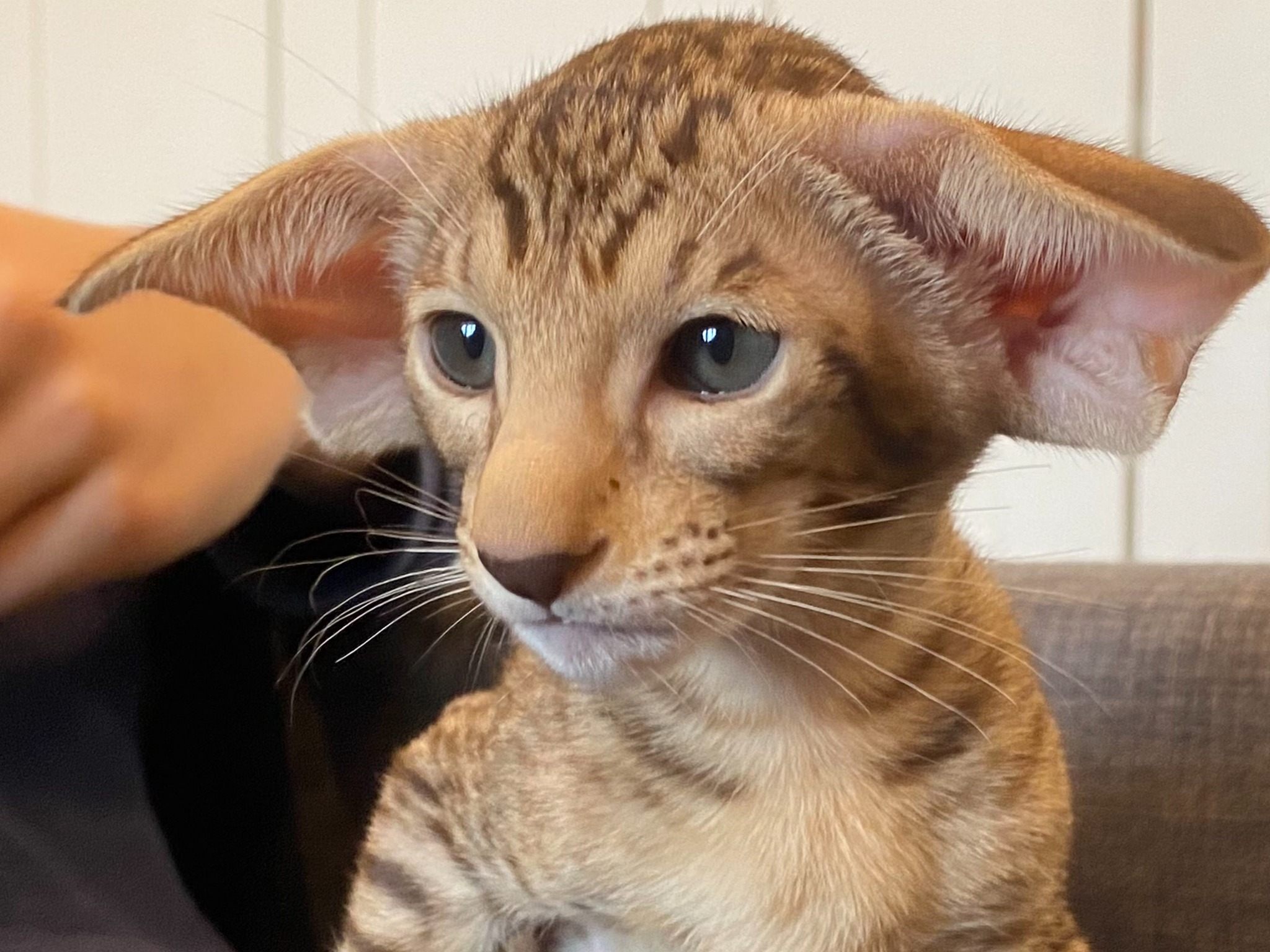 Oriental Express — Siamese e Orientale